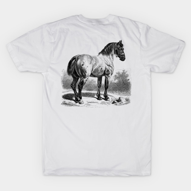 HORSE Vintage Black & White Illustration by Biophilia